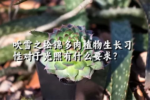 吹雪之松锦多肉植物生长习性对于光照有什么要求？