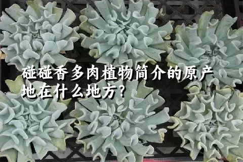 碰碰香多肉植物简介的原产地在什么地方？