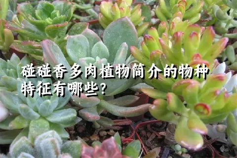 碰碰香多肉植物简介的物种特征有哪些？