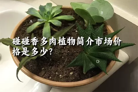 碰碰香多肉植物简介市场价格是多少？