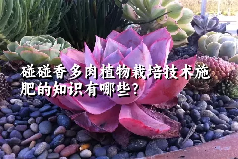 碰碰香多肉植物栽培技术施肥的知识有哪些？ 