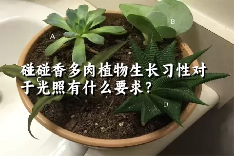 碰碰香多肉植物生长习性对于光照有什么要求？