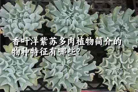 香叶洋紫苏多肉植物简介的物种特征有哪些？