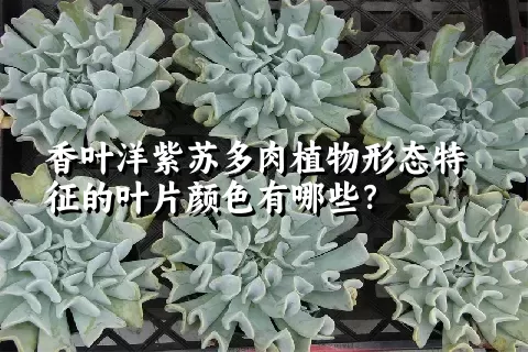 香叶洋紫苏多肉植物形态特征的叶片颜色有哪些？