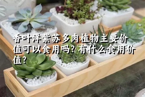 香叶洋紫苏多肉植物主要价值可以食用吗？有什么食用价值？