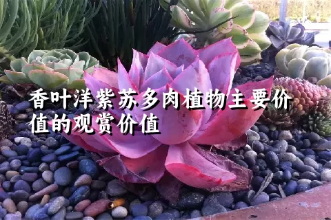 香叶洋紫苏多肉植物主要价值的观赏价值