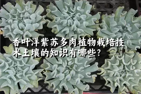 香叶洋紫苏多肉植物栽培技术土壤的知识有哪些？