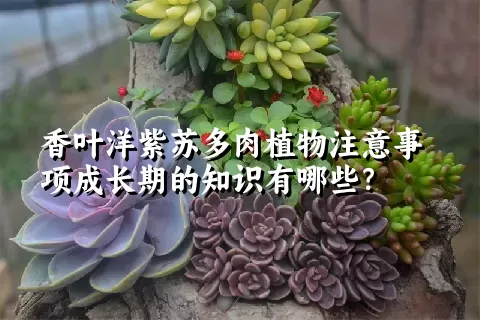 香叶洋紫苏多肉植物注意事项成长期的知识有哪些？ 