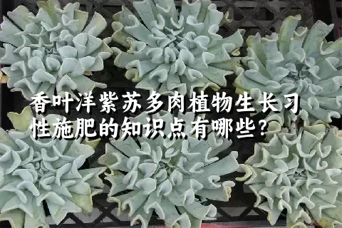 香叶洋紫苏多肉植物生长习性施肥的知识点有哪些？	