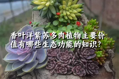 香叶洋紫苏多肉植物主要价值有哪些生态功能的知识？