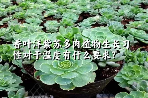 香叶洋紫苏多肉植物生长习性对于温度有什么要求？