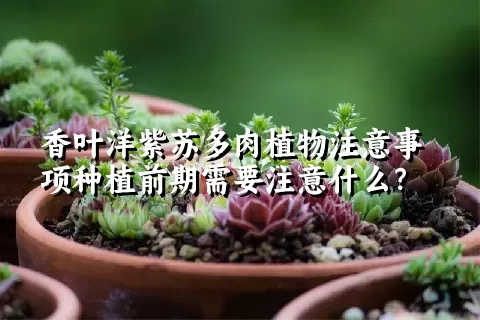 香叶洋紫苏多肉植物注意事项种植前期需要注意什么？ 