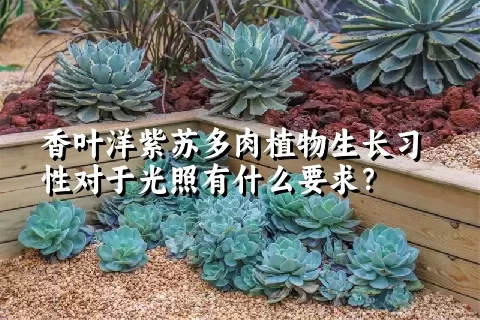 香叶洋紫苏多肉植物生长习性对于光照有什么要求？