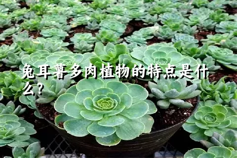 兔耳薯多肉植物的特点是什么？