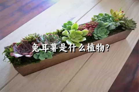 兔耳薯是什么植物？