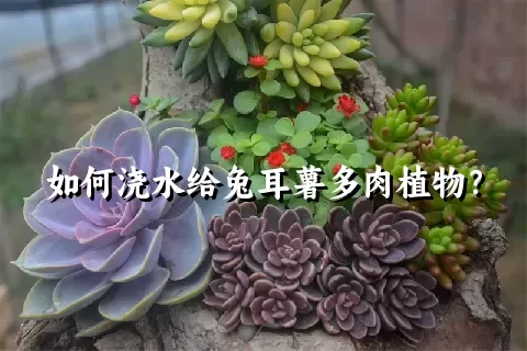 如何浇水给兔耳薯多肉植物？