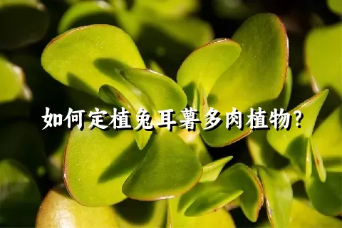 如何定植兔耳薯多肉植物？