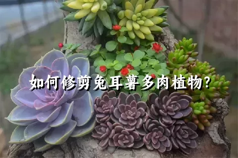 如何修剪兔耳薯多肉植物？