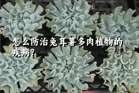 怎么防治兔耳薯多肉植物的疾病？