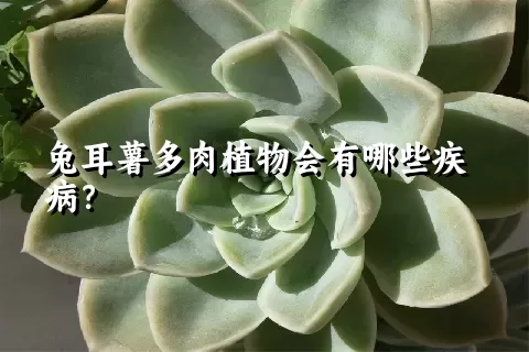 兔耳薯多肉植物会有哪些疾病？