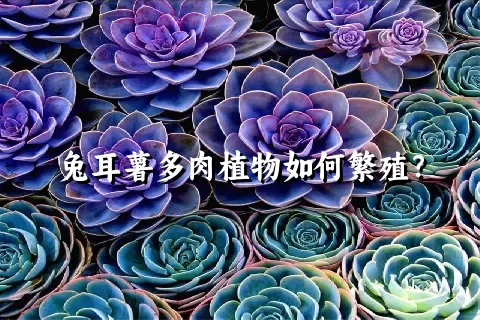 兔耳薯多肉植物如何繁殖？