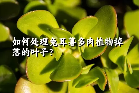 如何处理兔耳薯多肉植物掉落的叶子？