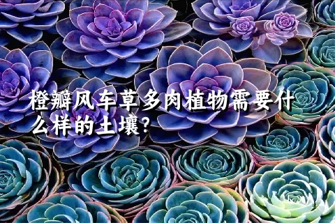 橙瓣风车草多肉植物需要什么样的土壤？