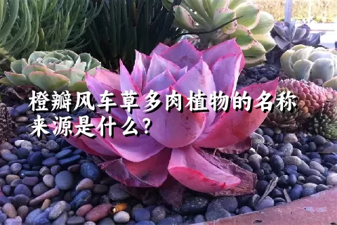 橙瓣风车草多肉植物的名称来源是什么？