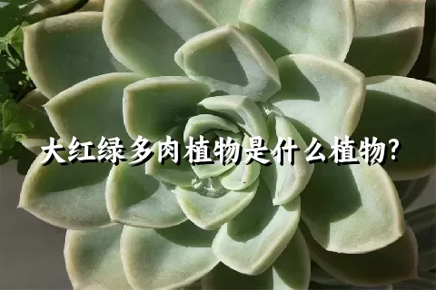 大红绿多肉植物是什么植物?