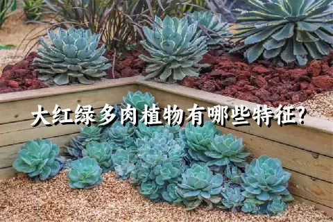 大红绿多肉植物有哪些特征?