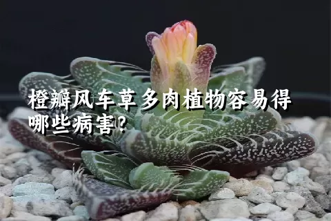 橙瓣风车草多肉植物容易得哪些病害？