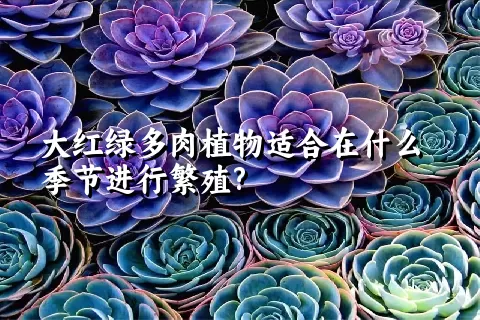 大红绿多肉植物适合在什么季节进行繁殖?