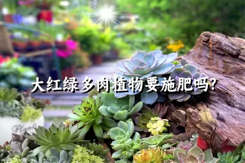 大红绿多肉植物要施肥吗?