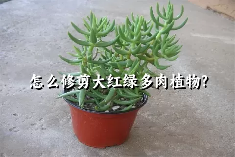 怎么修剪大红绿多肉植物?