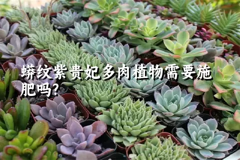 蟒纹紫贵妃多肉植物需要施肥吗?