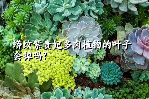 蟒纹紫贵妃多肉植物的叶子会掉吗?