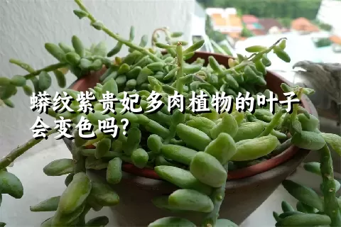 蟒纹紫贵妃多肉植物的叶子会变色吗?