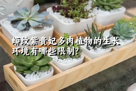 蟒纹紫贵妃多肉植物的生长环境有哪些限制?