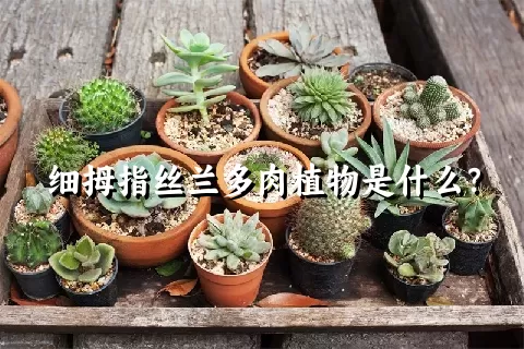 细拇指丝兰多肉植物是什么？