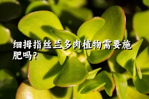 细拇指丝兰多肉植物需要施肥吗？