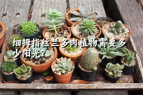 细拇指丝兰多肉植物需要多少阳光？