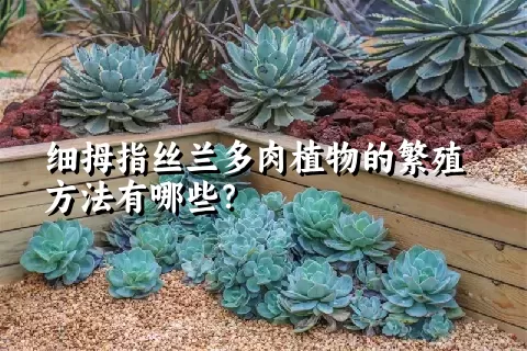 细拇指丝兰多肉植物的繁殖方法有哪些？