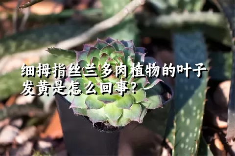 细拇指丝兰多肉植物的叶子发黄是怎么回事？