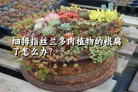 细拇指丝兰多肉植物的根腐了怎么办？