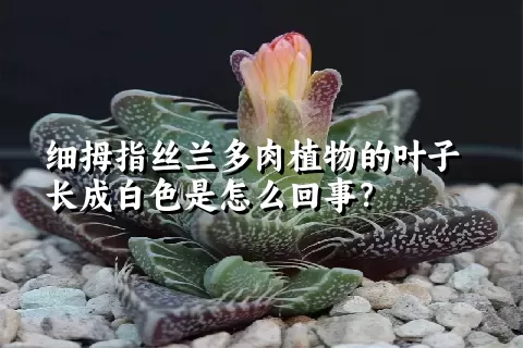 细拇指丝兰多肉植物的叶子长成白色是怎么回事？