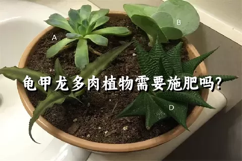 龟甲龙多肉植物需要施肥吗?