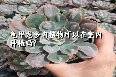 龟甲龙多肉植物可以在室内种植吗?