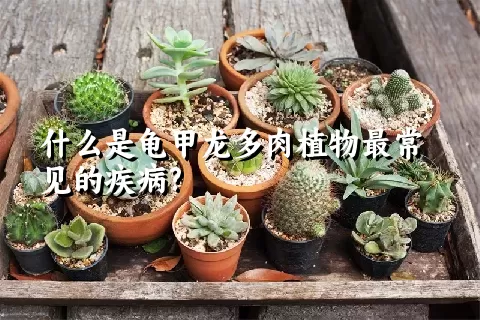 什么是龟甲龙多肉植物最常见的疾病?