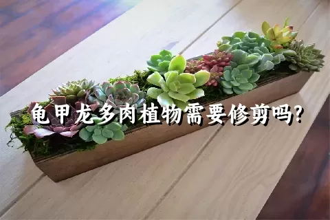 龟甲龙多肉植物需要修剪吗?