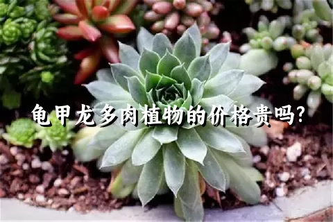 龟甲龙多肉植物的价格贵吗?